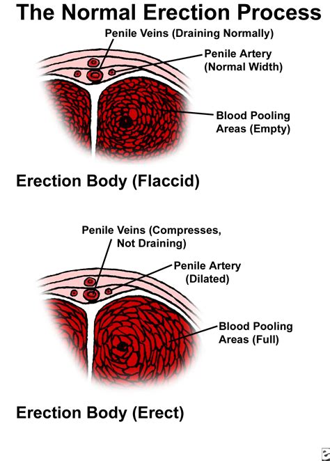 dick pictures|Penis: Anatomy, Picture, Erection, and Ejaculation